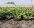 安徽宿州蓝莓栽种选哪个蓝莓苗品种好
