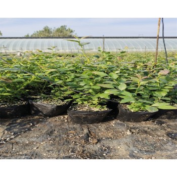 山东潍坊大棚蓝莓苗种植管理技术