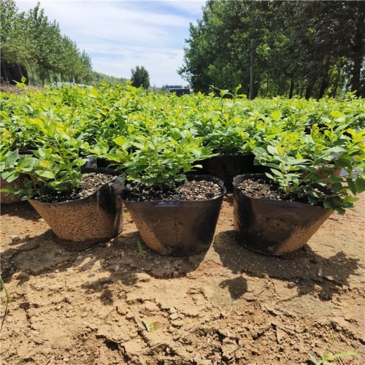 四川上市早的蓝莓苗可以种植吗？蓝莓苗近期价格