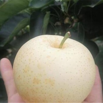 麗水銷(xiāo)售梨樹(shù)苗,供應圓黃梨苗