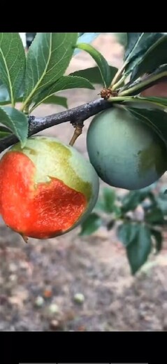 風(fēng)味玫瑰李子苗批發(fā),瀘州供應(yīng)李子樹苗