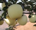 红河苹果苗供应商,水蜜桃苹果苗