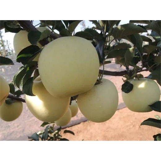 矮化苹果苗,神农架苹果苗多少钱