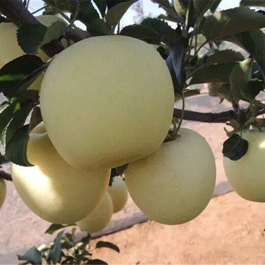 舟山蘋(píng)果苗多少錢(qián),水蜜桃蘋(píng)果苗