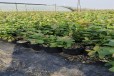 湖北黄冈大棚蓝莓苗种植管理技术