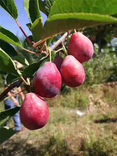 鄂尔多斯销售李子苗,杏李苗基地批发