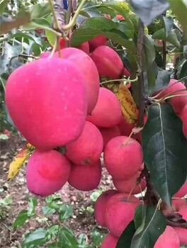 呼倫貝爾蘋果樹苗供應(yīng)商,雞心果苗供應(yīng)