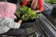 广东高产蓝莓苗可以种植吗？蓝莓苗近期价格
