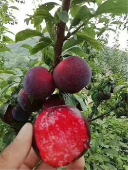 風(fēng)味皇后李子苗價(jià)格,涼山供應李子樹(shù)苗