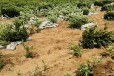 早熟大果蓝莓苗介绍丨法新蓝莓苗值得发展的新品种
