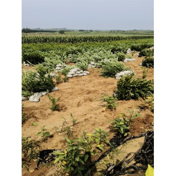哪里有蓝莓苗丨H蓝莓苗高产品种介绍