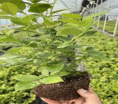 广西河池大棚蓝莓苗种植管理技术