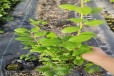 安徽宿州大棚蓝莓苗种植管理技术