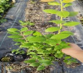 江苏无锡大棚蓝莓苗种植管理技术