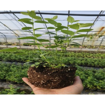 新疆和田大棚蓝莓苗种植管理技术