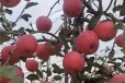 矮化蘋果苗,漯河蘋果苗基地