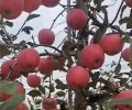 晋城苹果苗多少钱,土岐苹果苗