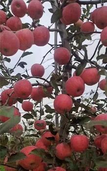 呼倫貝爾蘋果樹苗供應(yīng)商,雞心果苗供應(yīng)