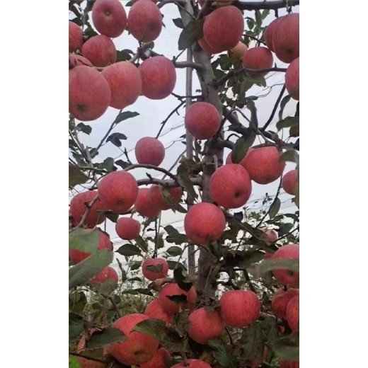 巴南苹果苗基地