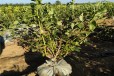 北京北高蓝莓苗可以种植吗？蓝莓苗近期价格