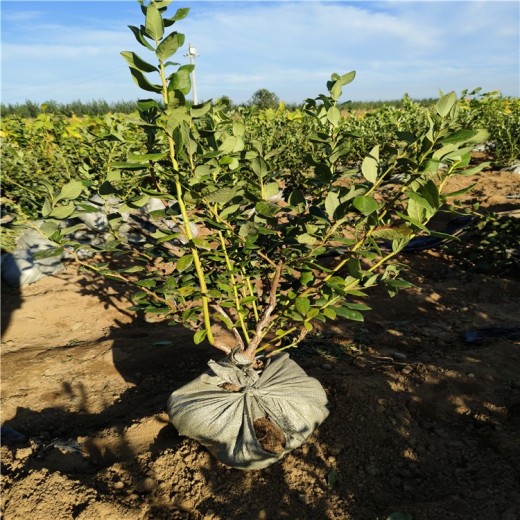 西藏莱克西蓝莓苗可以种植吗？蓝莓苗近期价格