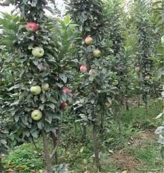 荣昌苹果树苗供应商,供应土岐苹果苗