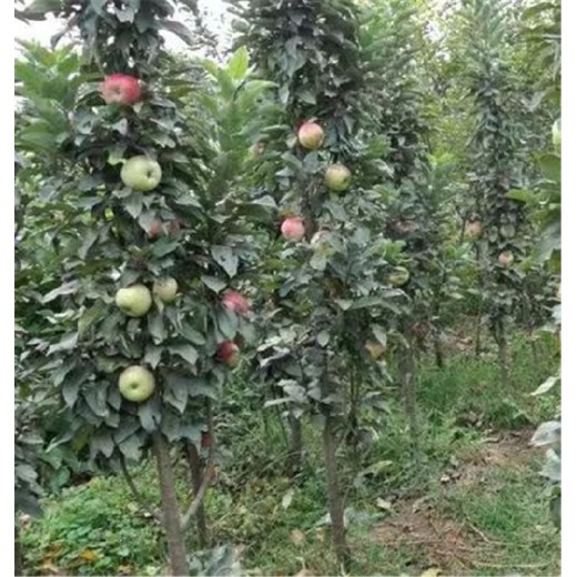 忠县苹果树苗基地,水蜜桃苹果苗