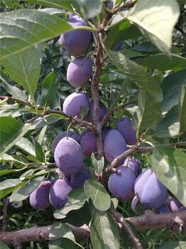 風(fēng)味玫瑰李子苗批發(fā),亳州供應(yīng)李子樹苗