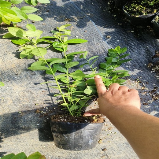 宁夏莱克西蓝莓苗可以种植吗？蓝莓苗近期价格