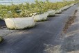 辽宁抚顺大棚蓝莓苗种植管理技术