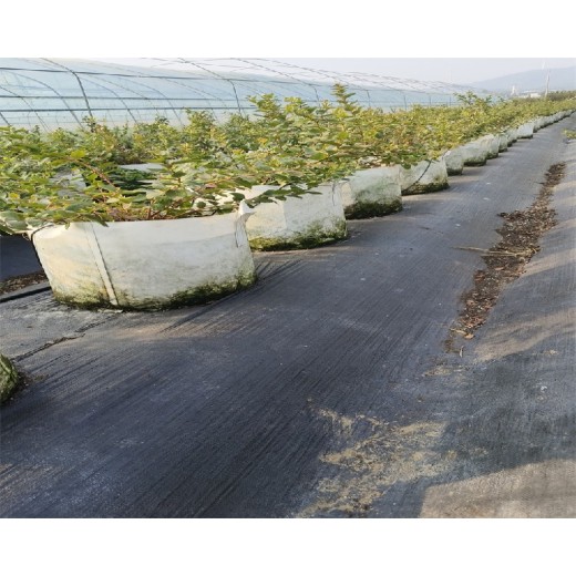山东聊城大棚蓝莓苗种植管理技术