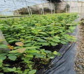 四川德阳大棚蓝莓苗种植管理技术