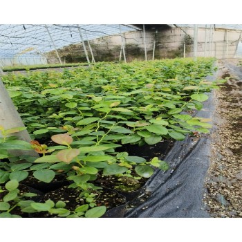 四川达州盆栽蓝莓苗选哪个品种好