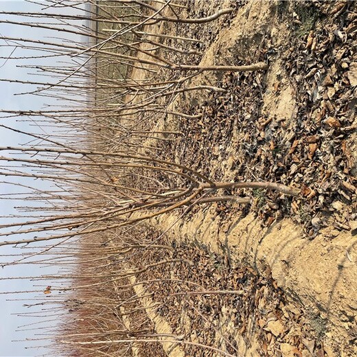 德州櫻桃苗價格,基地直發大櫻桃樹苗