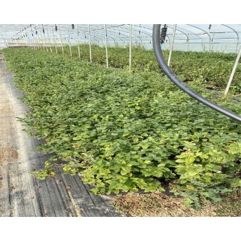 四川雅安大棚蓝莓苗种植管理技术