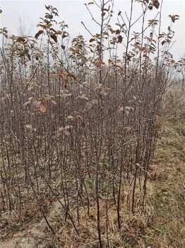 神农架苹果树苗报价,供应土岐苹果苗