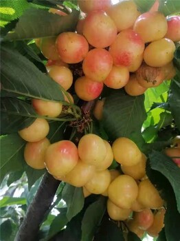 石家莊吉塞拉17號(hào)櫻桃苗,櫻桃苗批發(fā)