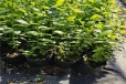 云南丰产蓝莓苗可以种植吗？蓝莓苗近期价格
