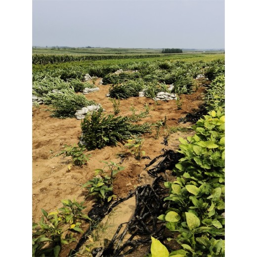 湖北荆州种植大果蓝莓苗效益好