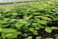 湖北荆州大棚种植早熟蓝莓苗效果好