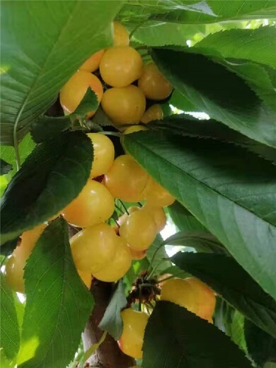 寧波吉塞拉6號櫻桃苗,櫻桃苗批發報價