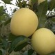 蘋果樹苗報價圖
