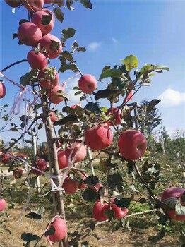 张家口苹果苗批发,水蜜桃苹果苗