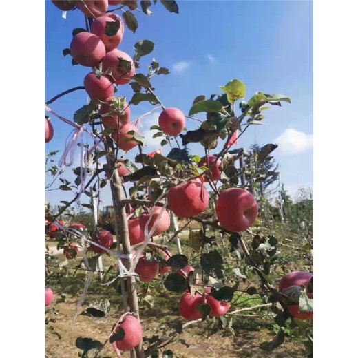 南岸苹果苗多少钱,2001富士苹果苗