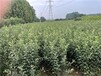 大渡口蘋(píng)果樹(shù)苗供應(yīng)商,銷(xiāo)售矮化蘋(píng)果苗