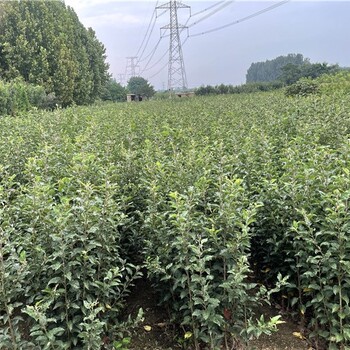 台州苹果树苗价格,柱状苹果苗