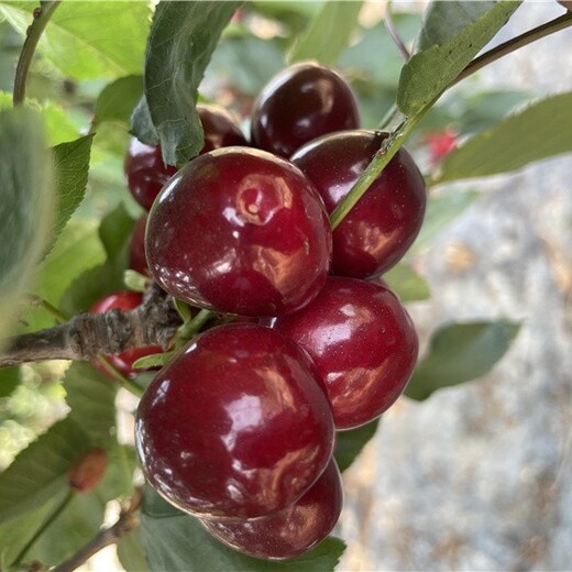 東營(yíng)櫻桃苗報(bào)價(jià),種植地栽嫁接盆栽櫻桃苗