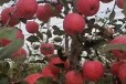 矮化苹果苗,眉山苹果苗基地