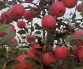 广州苹果苗多少钱,红富士苹果苗