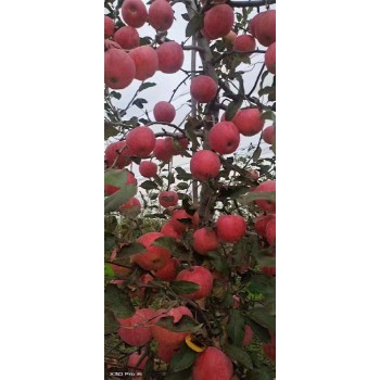 徐州苹果苗基地
